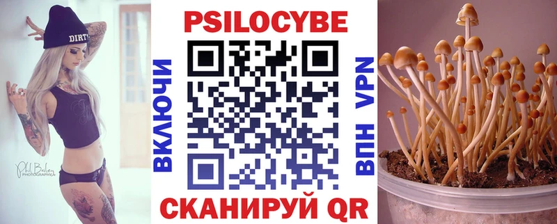 дарнет шоп  Шлиссельбург  Псилоцибиновые грибы мицелий 